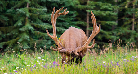 Antlered bull elk during rutting season, grazing in the wildgrass and wildflowers. Banff National...