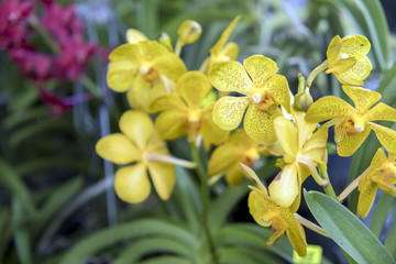 various orchid flowers and colors are available for sale