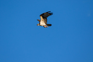 The Osprey (Pandion haliaetus), sometimes known as the sea hawk, fish eagle or fish hawk, is a diurnal, fish-eating bird of prey. Mackenzie river, Northwest territories ( NWT) Canada.