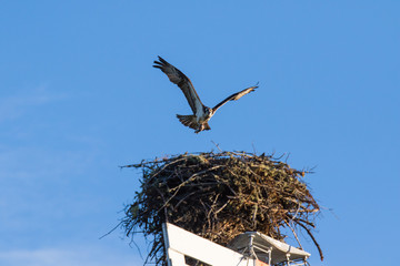 The Osprey (Pandion haliaetus), sometimes known as the sea hawk, fish eagle or fish hawk, is a diurnal, fish-eating bird of prey. Mackenzie river, Northwest territories ( NWT) Canada.