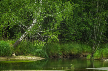 Obraz premium River in the forest with trees reflection, Altai Mountains, Kazakhstan