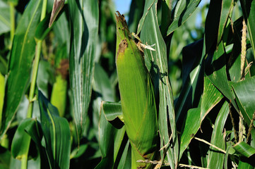Green maize crop growing at farm