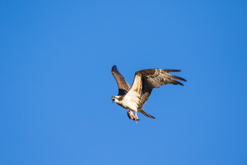 Ospreys Catching FishIsolated flying osprey. Sky background Western Osprey Pandion haliaetus. fish-eating bird of prey. Mackenzie river, Northwest territories ( NWT) Canada