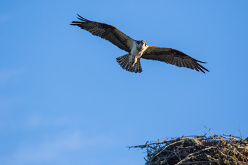 Osprey (Pandion haliaetus) flying with fish in tallons. Mackenzie river, Northwest territories ( NWT) Canada