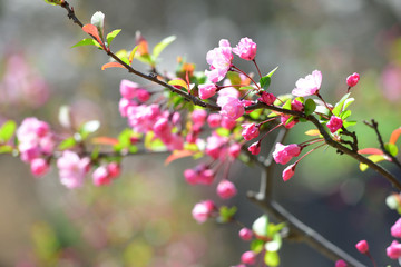 cherry blossom closeup