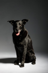 friendly and adorable crossbreed dog