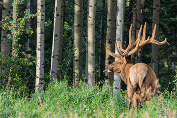 Big male elk at Banff National Park, Alberta, Canada.