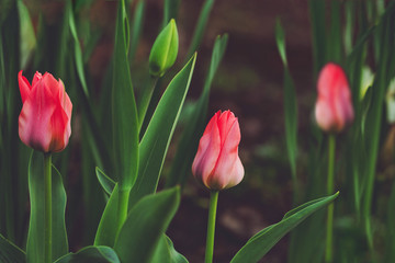 Tulips flowers in spring garden.