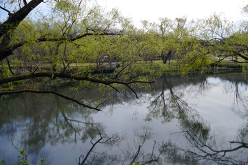 Fototapeta na wymiar 池の水面に映る木々