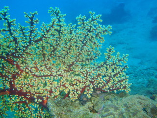 Naklejka na ściany i meble Gorgonian coral