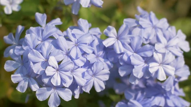 Closeup cape leadwort flower