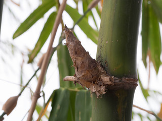 The wild bamboo