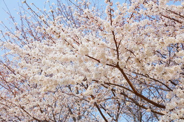 桜（ソメイヨシノ）