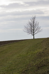 One tree on a hill in a meadow.