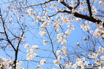 桜（ソメイヨシノ）