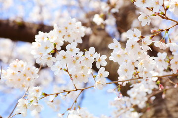桜（ソメイヨシノ）