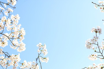 桜（ソメイヨシノ）