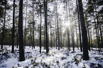 Sun shining trough a forest in Winter