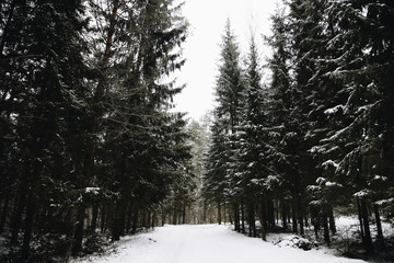 Snowy forest road  