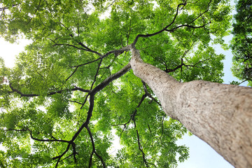 Fototapeta premium Tree leaf and branches in the garden.