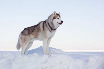 Profile Portrait of perfect dog breed siberian husky standing on the ice floe in winter. Free and prideful Husky topdog is observing the endless frozen sea and snow.