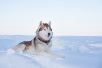 Fototapeta na wymiar Profile portrait of Prideful dog breed husky is lying on the snow at sunset and looking into the distance. Portrait of Siberian husky is on the ice floe of the frozen Okhotsk sea