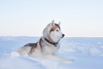 Fototapeta na wymiar Profile portrait of Prideful dog breed husky is lying on the snow at sunset and looking into the distance. Portrait of Siberian husky is on the ice floe of the frozen Okhotsk sea