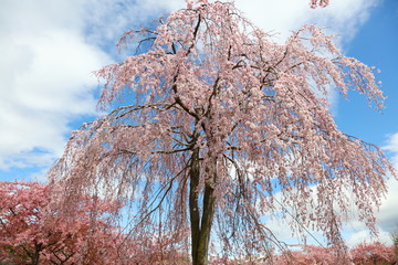 枝垂れ桜