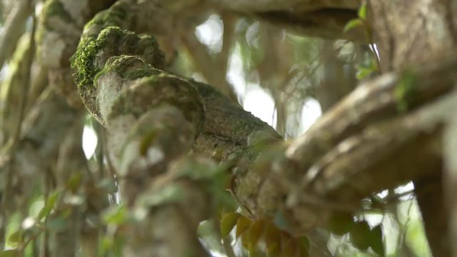 Ayahuasca Plant or Yage. Banisteriopsis caap vine