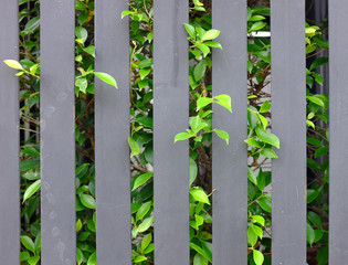 Fototapeta premium Metal fence and green leaf background.