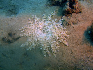 Sea anemone