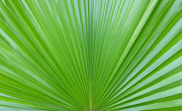 Fototapeta Sugar palm leaf background.