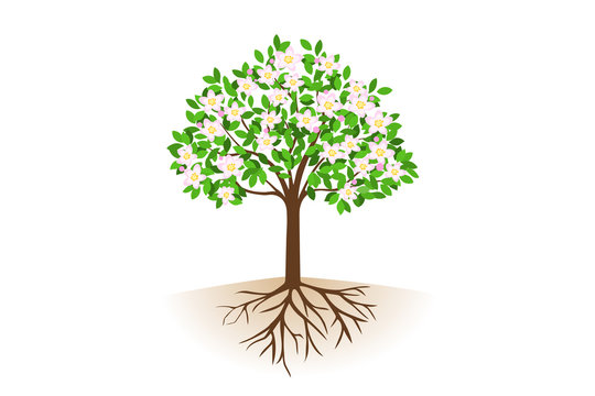 花が咲いた根っこ付きの木 Stock ベクター Adobe Stock