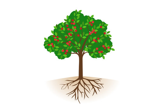 Vector Apple Tree Roots の画像 2 593 件の Stock 写真 ベクターおよびビデオ Adobe Stock