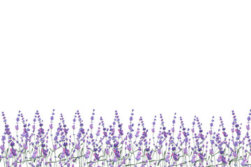 Watercolor illustration lavender on isolated background. - obrazy, fototapety, plakaty