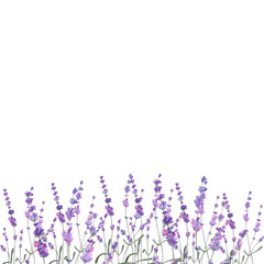 Watercolor illustration lavender on isolated background. - 198283143