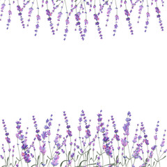 Watercolor illustration lavender on isolated background.