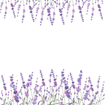 Watercolor Illustration Lavender On Isolated Background.