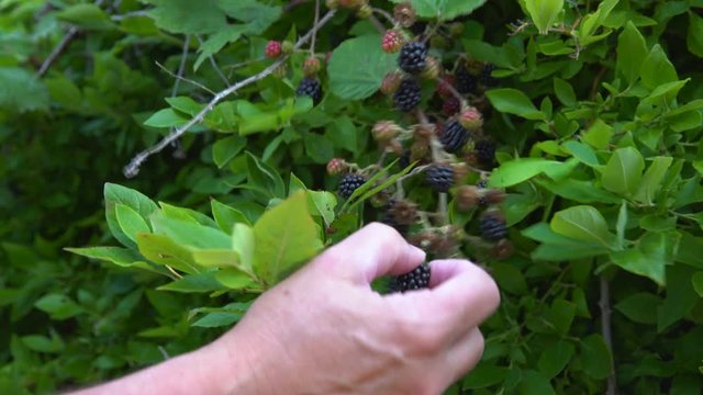 Picking Ripe Blackberries 4K. UHD. Hand reaching into frame picking Blackberries. 4K. UHD.
