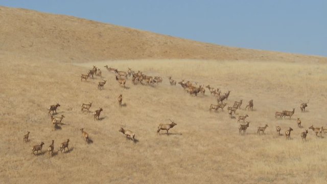 Tule Elk.