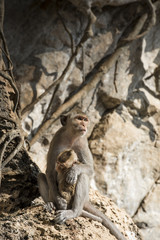 mom and baby monkey sit on Rock