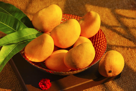 A decorative bowl full with fresh Alphonso mangoes, mango leaves, top view