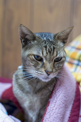 Naklejka premium 猫 布団