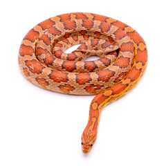 Pantherophis Guttatus wildtype