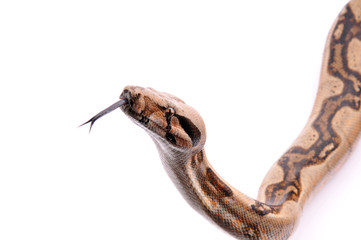 Boa constrictor imperator Jungle