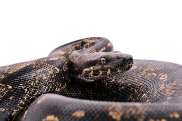 Boa constrictor imperator IMG