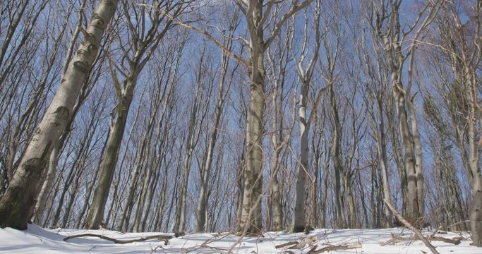 Sunny day in winter forrest, beech wood, 4k