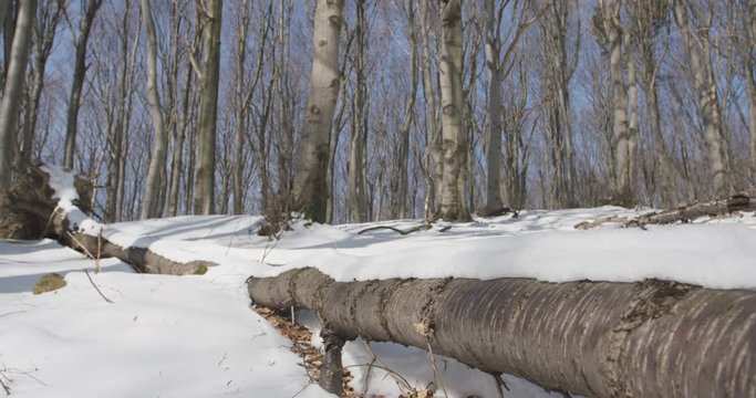 Sunny day in winter forrest, beech wood, 4k