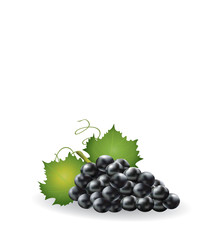 Black grapes on white bakground