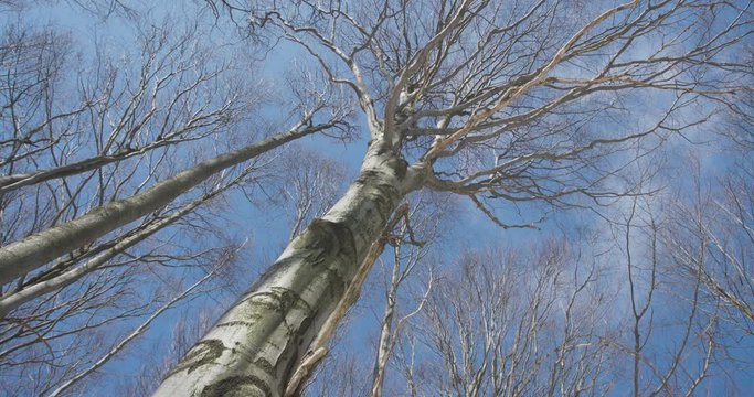 Sunny day in winter forrest, beech wood, 4k